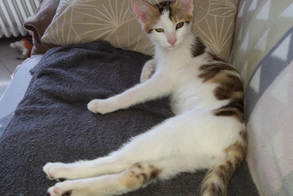 Vermisstmeldung Katze  Männliche , 1 jahre Saint-Denis-de-Jouhet Frankreich