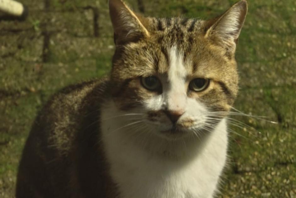 Discovery alert Cat Male Châteauroux France