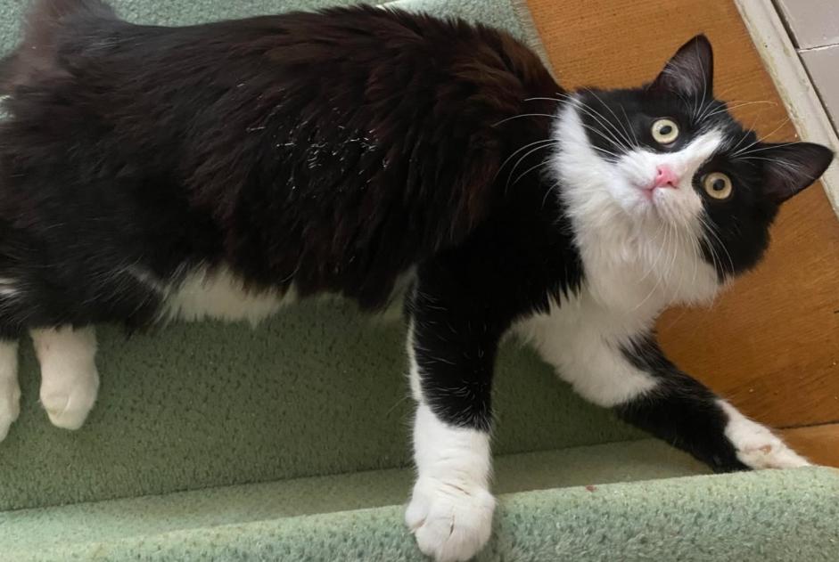 Alerte Disparition Chat Femelle , 1 ans Châteauroux France