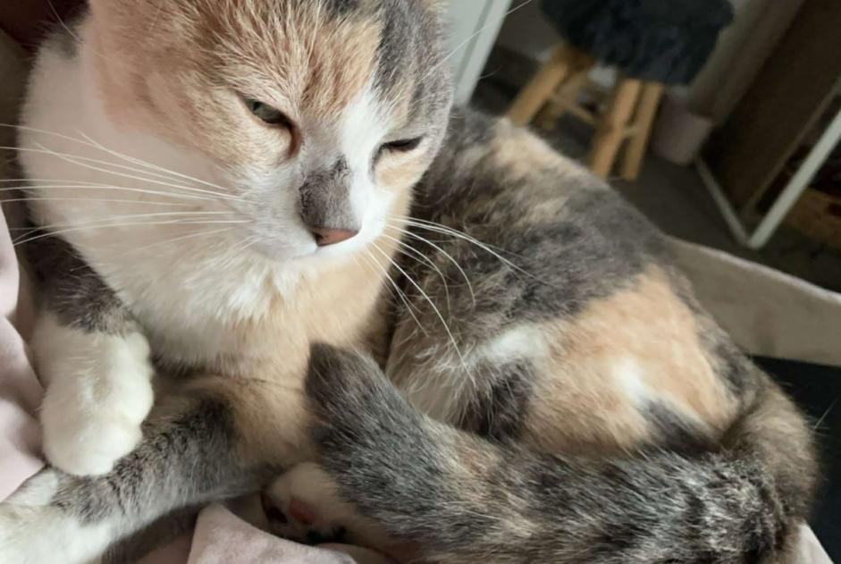 Alerte Disparition Chat croisement  Femelle , 8 ans Châteauroux France
