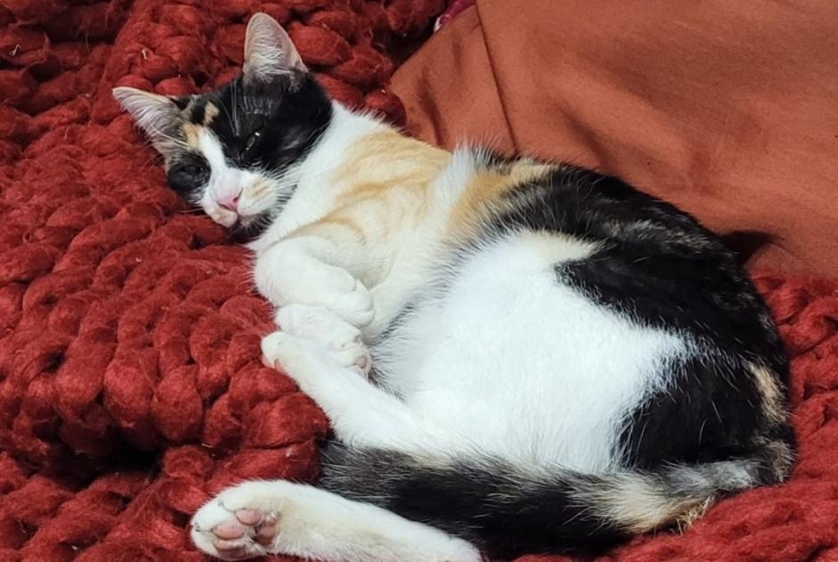 Alerte Disparition Chat Femelle , 2 ans Châteauroux France