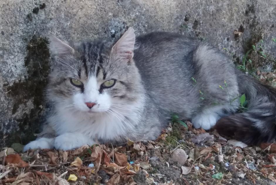 Alerte Découverte Chat Inconnu Pouligny-Saint-Pierre France Alerte Découverte Chat Inconnu Pouligny-Saint-Pierre France