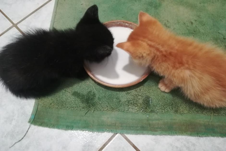 Avviso Ritrovamento Gatto Maschio Preuilly-la-Ville Francia