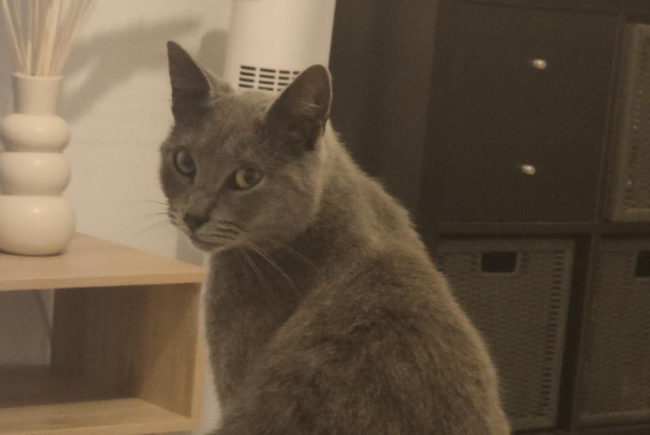 Verdwijningsalarm Kat Mannetje , 4 jaar La Châtre Frankrijk Verdwijningsalarm Kat Mannetje , 4 jaar La Châtre Frankrijk